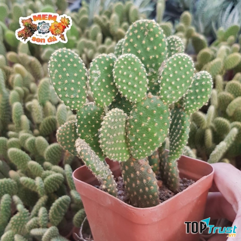 Bán sỉ lẻ sen đá, xương rồng, chậu, phụ kiện terrarium