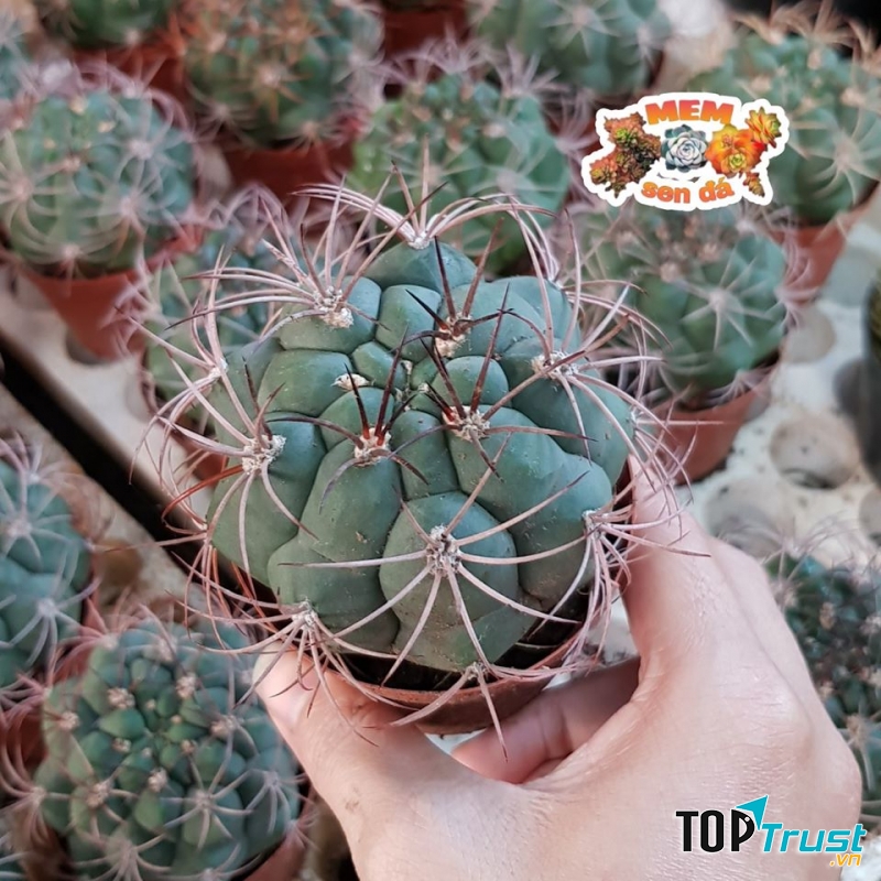 Bán sỉ lẻ sen đá, xương rồng, chậu, phụ kiện terrarium