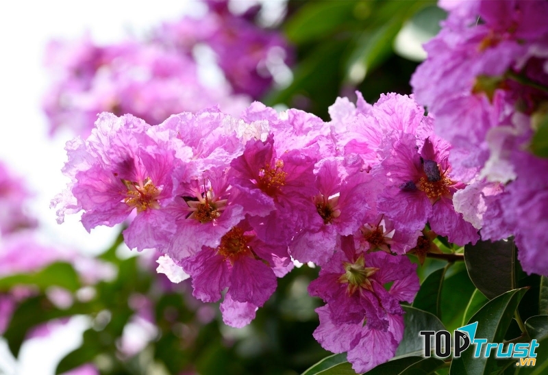 Hoa bằng lăng tím