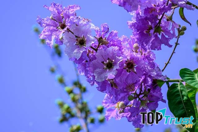 Hoa bằng lăng tím