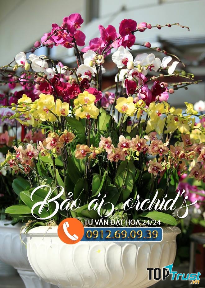 Bảo Ái Orchid’s