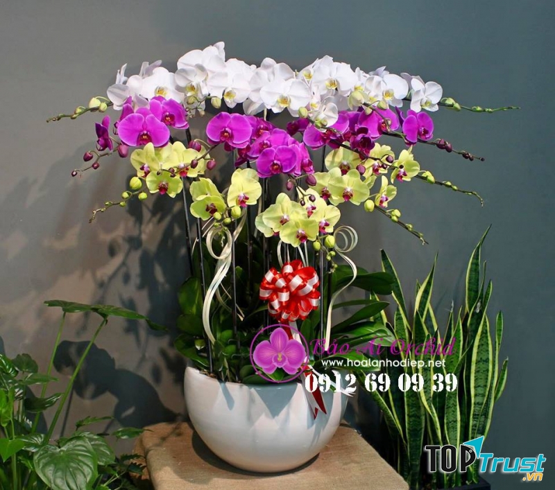 Bảo Ái Orchid’s