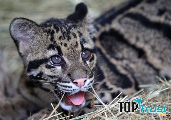 Báo gấm Đài Loan