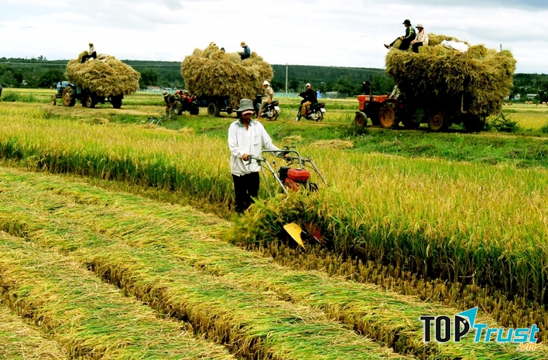 Báo nông nghiệp Việt Nam: http://nongnghiep.vn