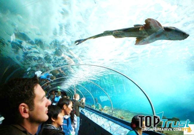 Bảo tàng Hải dương học Sydney Aquarium