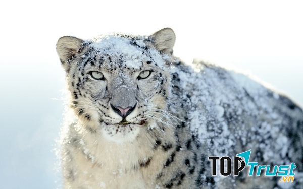 Báo tuyết là loài thuộc họ mèo, sống ở khu vực Trung Á