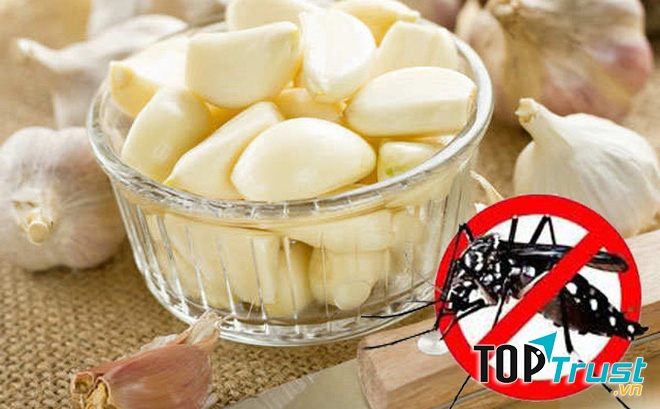 Tỏi giúp xua đuổi muỗi