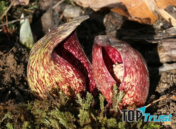 Bắp cải Symplocarpus foetidus