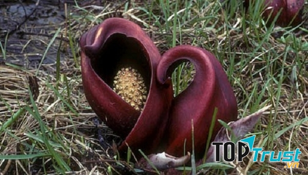 Bắp cải Symplocarpus foetidus