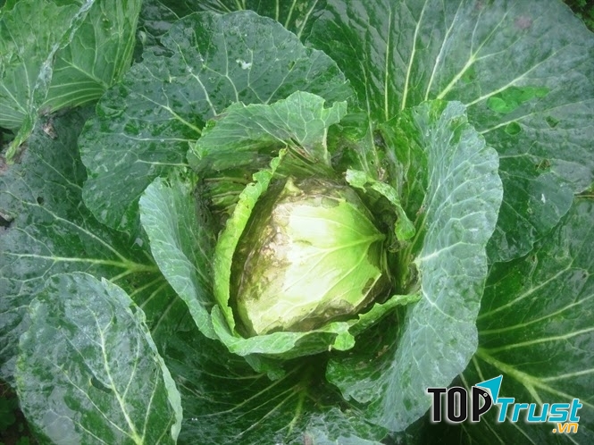Bắp cải thối có chứa chất độc Nitrite