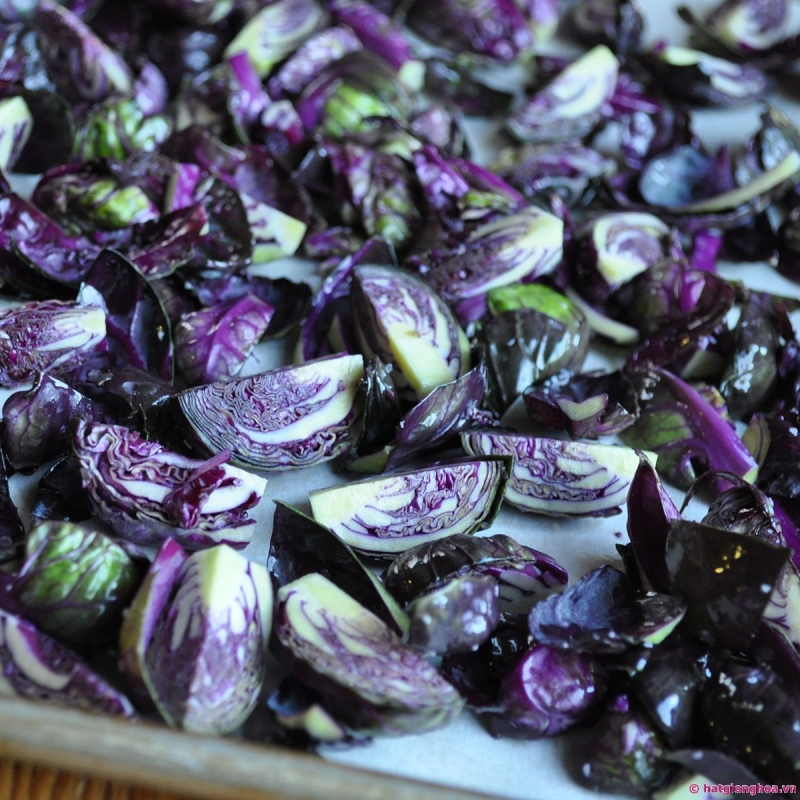 Hạt giống bắp cải tí hon màu tím được nhập khẩu từ Nga