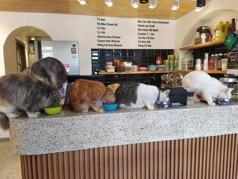 Còn gì tuyệt vời hơn đúng không nào! Đúng như cái tên Bastet’s Home, quán mang đến không khí rất gần gũi.