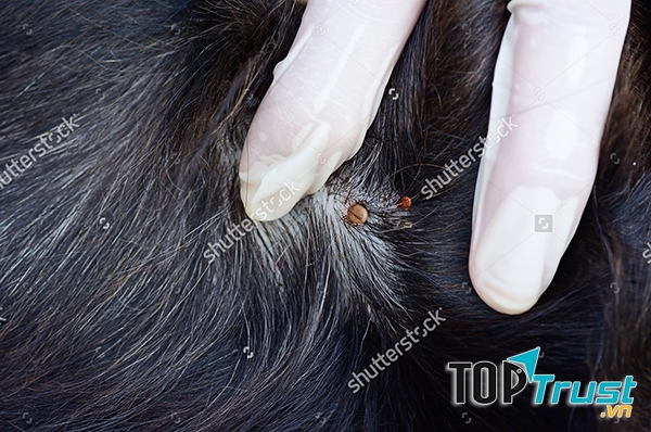 Bắt ve hằng ngày