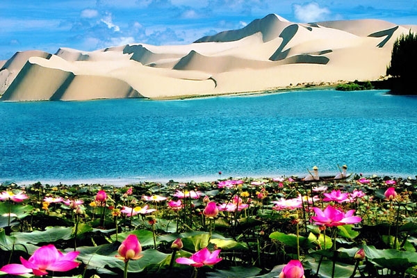 Sen nở trên sa mạc