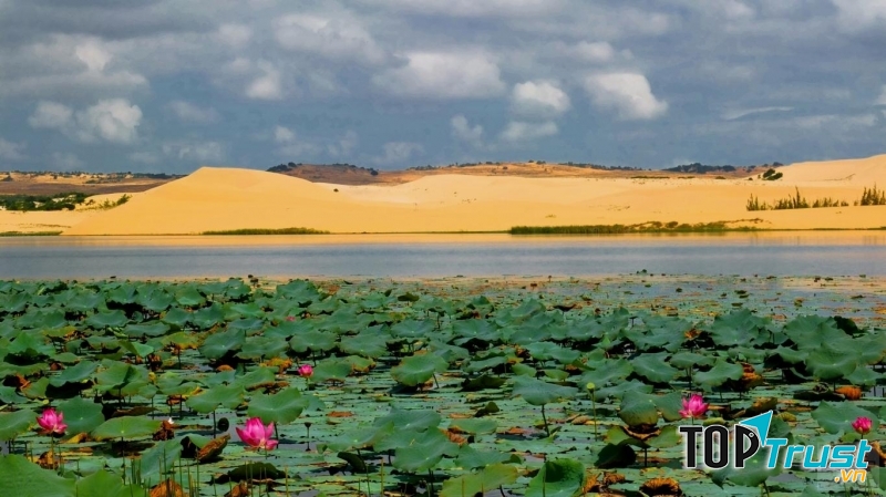Hồ sen giữa rừng sa mạc