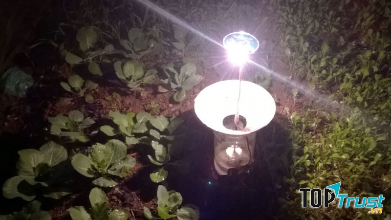 Ruộng bắp cải sử dụng bẫy đèn cải tiến lắp sẵn bóng và có bình chứa dầu khoáng.