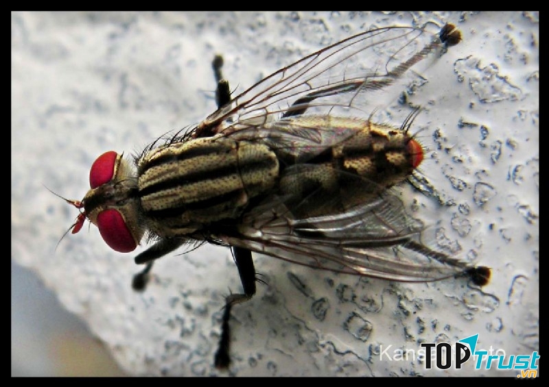 Ruồi trâu trưởng thành có thể dài đến 25 mm