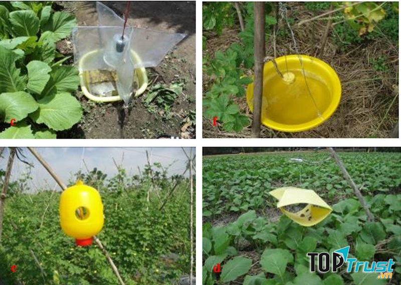 Bẫy phe-ra-mon đặt trên ruộng rau