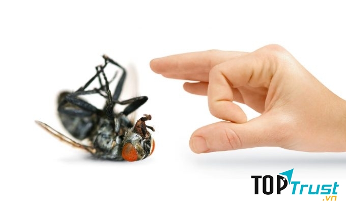 Bẫy ruồi và côn trùng hiệu quả
