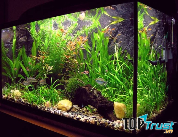 Bệ cá mang đến không khí giàu sang, phú quý