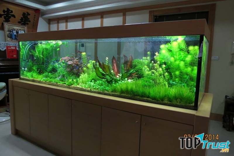 Bể cá cảnh trong phong thủy.