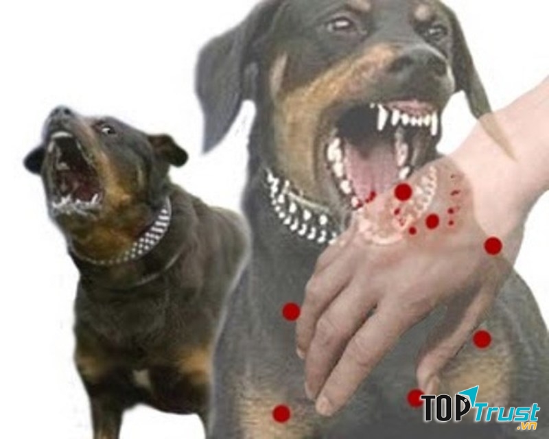 Bệnh dại là bệnh nguy hiểm nhất ở chó, mèo