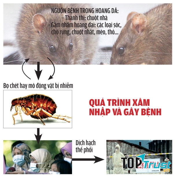 Bệnh dịch hạch – dịch bệnh trên thế giới
