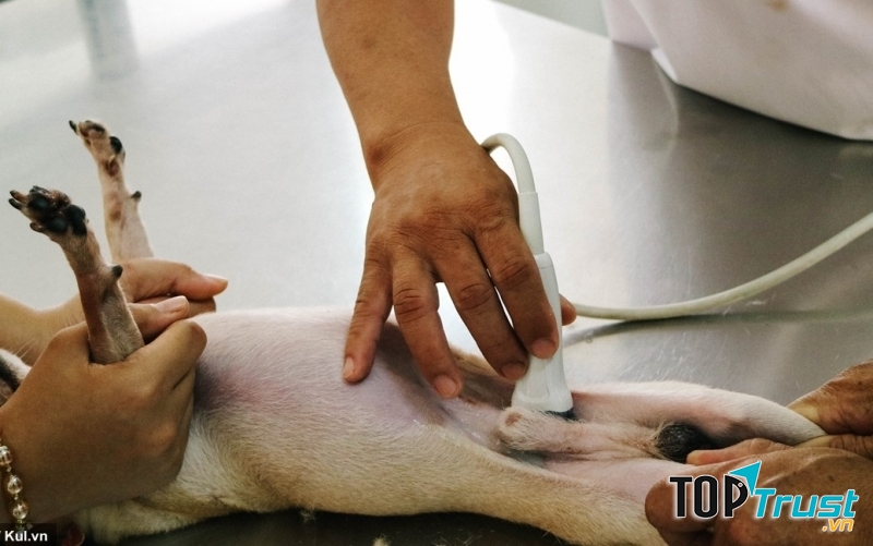 Nếu nghi ngờ thú cưng bị bệnh đường tiết niệu bạn nên nhờ sự can thiệp của bác sĩ thú y