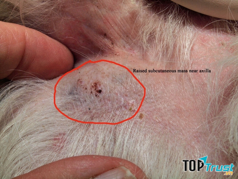 Bệnh ghẻ rất thường gặp ở chó, mèo