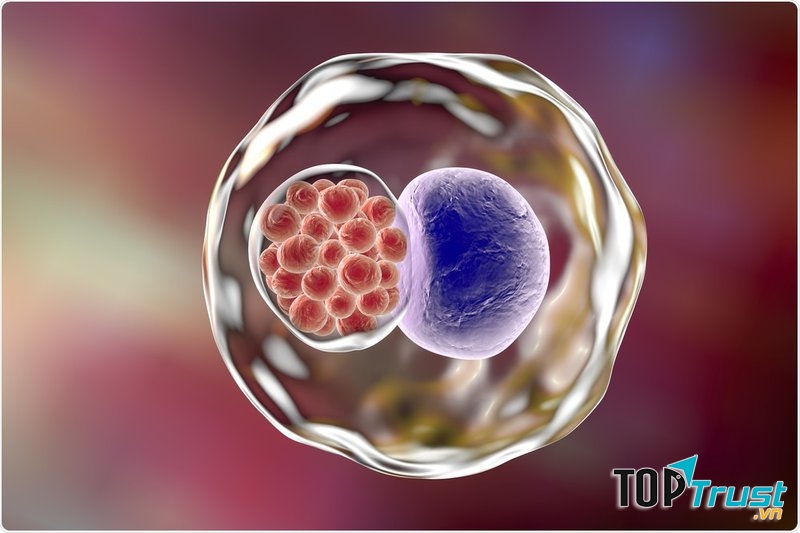 Vi khuẩn chlamydia trachomatis