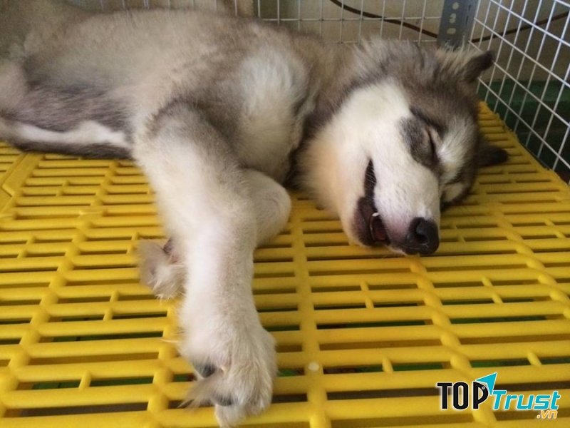 Vào giai đoạn chuyển mùa cún cưng rất dễ mắc phải bệnh ho cũi chó