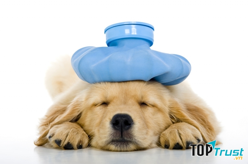 Chó con nhỏ hơn 4 tháng dễ mắc bệnh Parvo