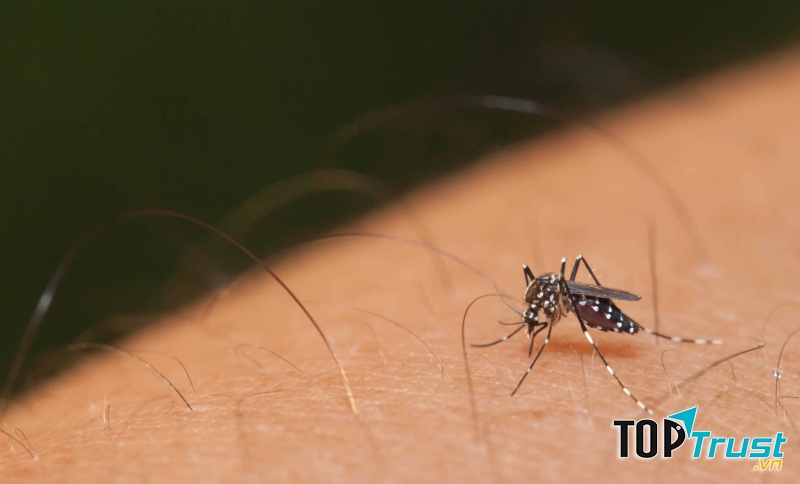 Muỗi vằn là nguyên nhân lây lan bệnh, truyền virus Dengue từ người bệnh sang người khỏe mạnh.