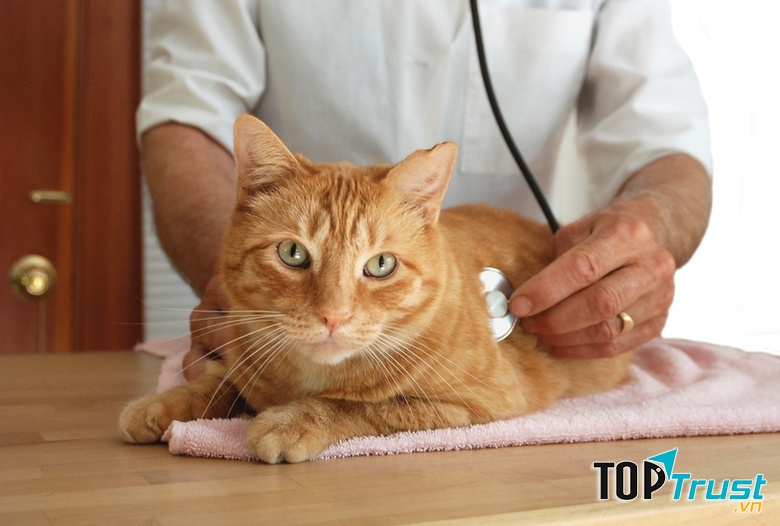 Bệnh viêm dạ dày, ruột ở chó mèo xảy ra phổ biến và quanh năm