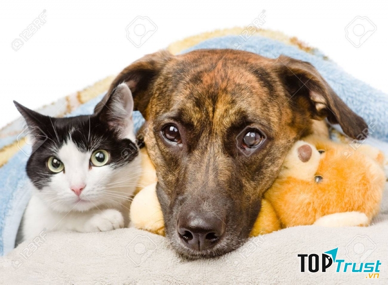 Giữ ấm cho chó mèo là một trong những nguyên tắc phòng chống bệnh viêm phổi