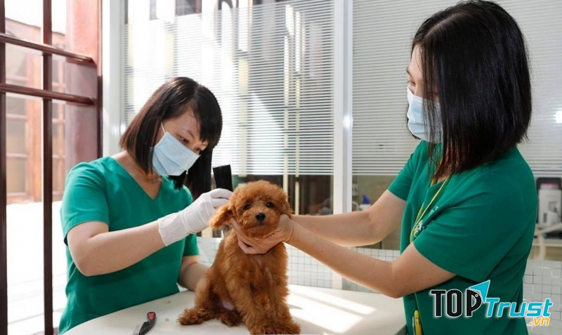 Bệnh viện Petcare An Việt