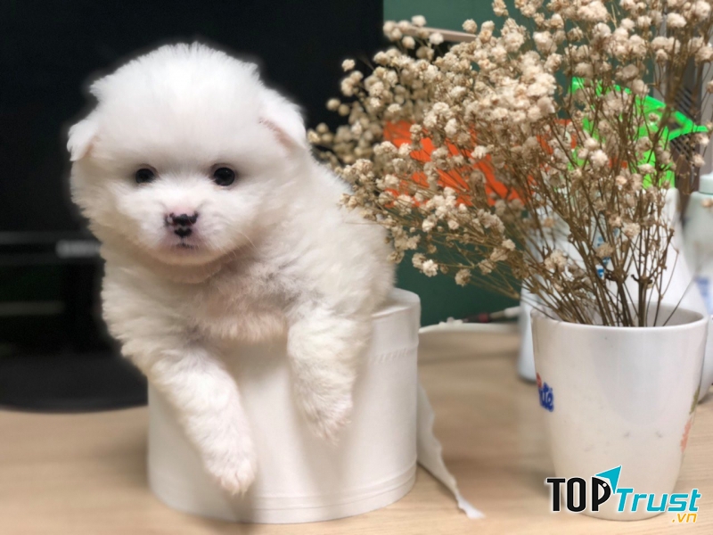 Bệnh viện thú cảnh Greenpet