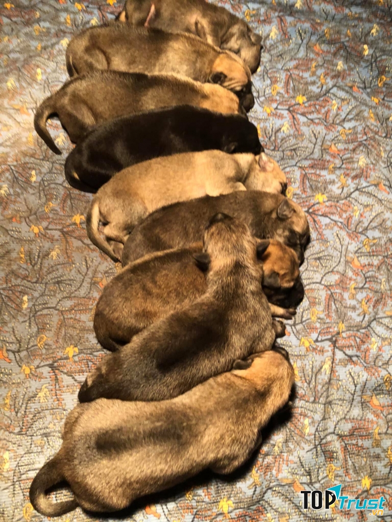 Bệnh viện Thú Y Cẩm Phả