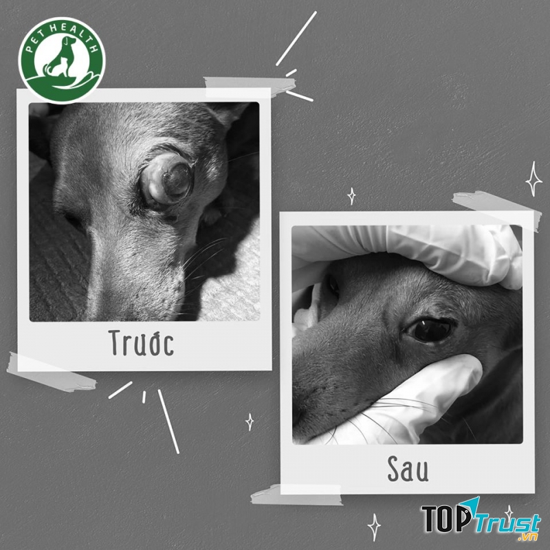 Bệnh Viện Thú Y PetHealth