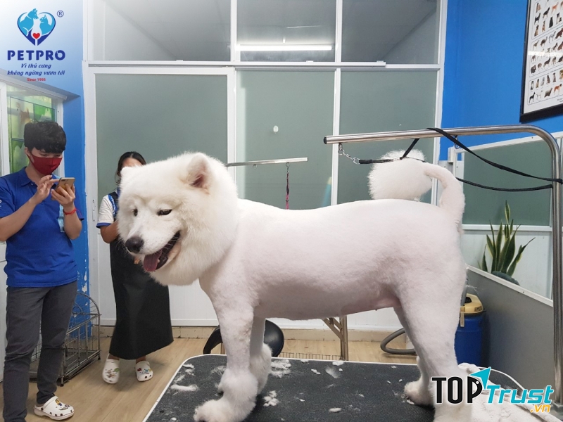 Bệnh viện thú y PetPro