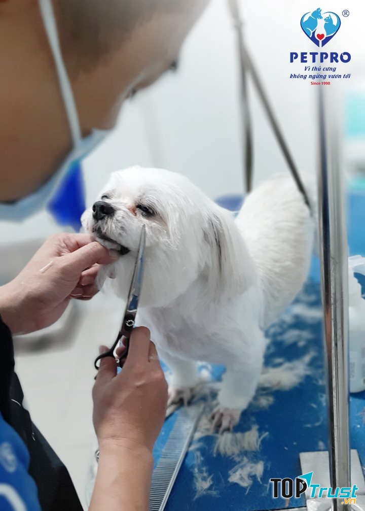 Bệnh viện thú y PetPro