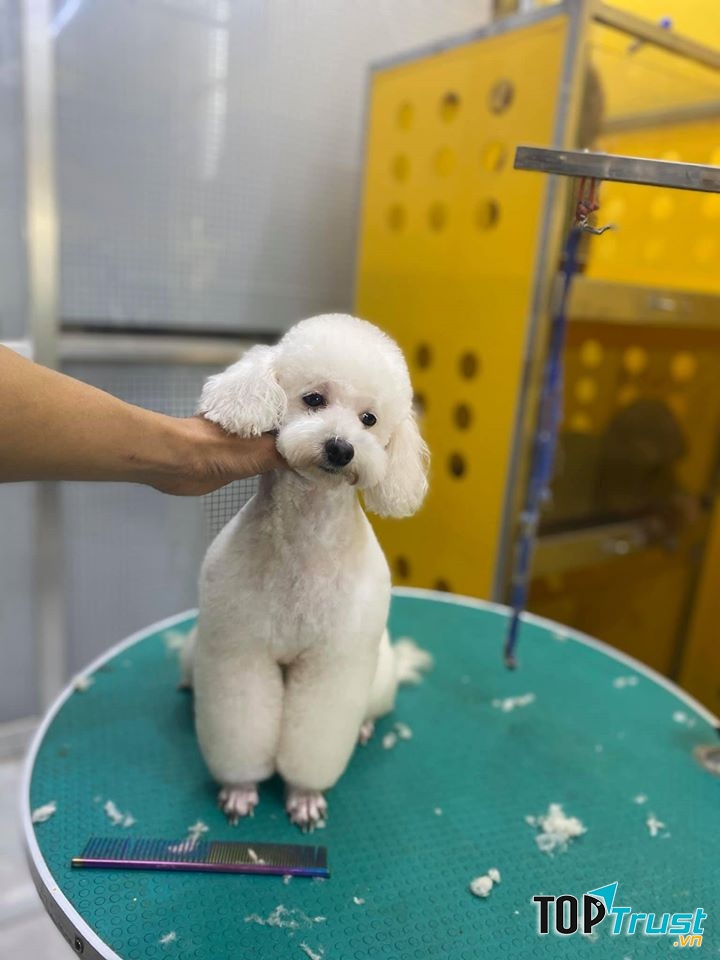 Bệnh Viện Thú Y Petshop Bằng Phạm