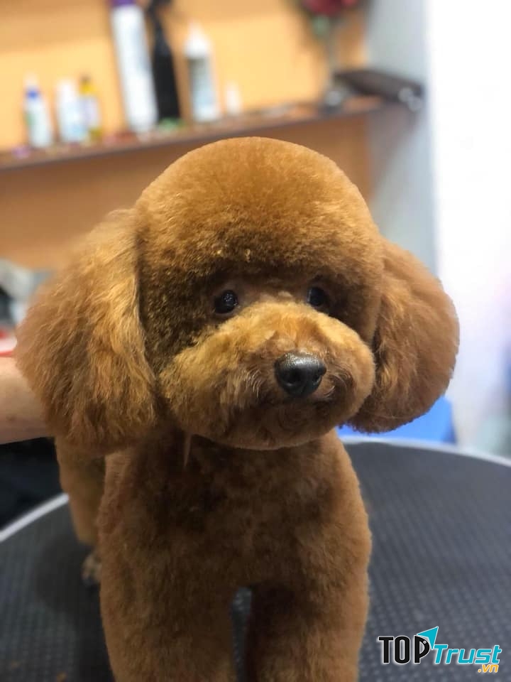 Bệnh Viện Thú Y Petshop Bằng Phạm