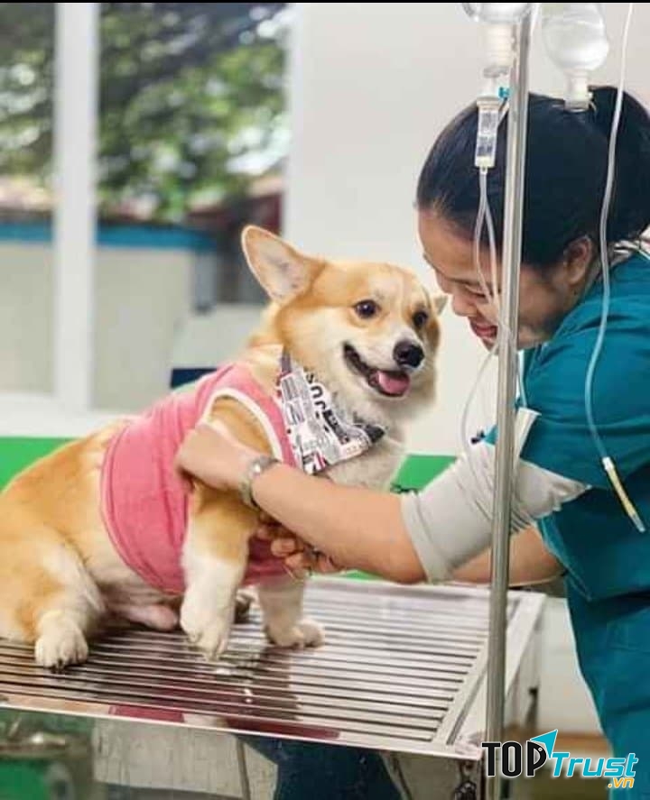 Bệnh viện thú y Win Pet