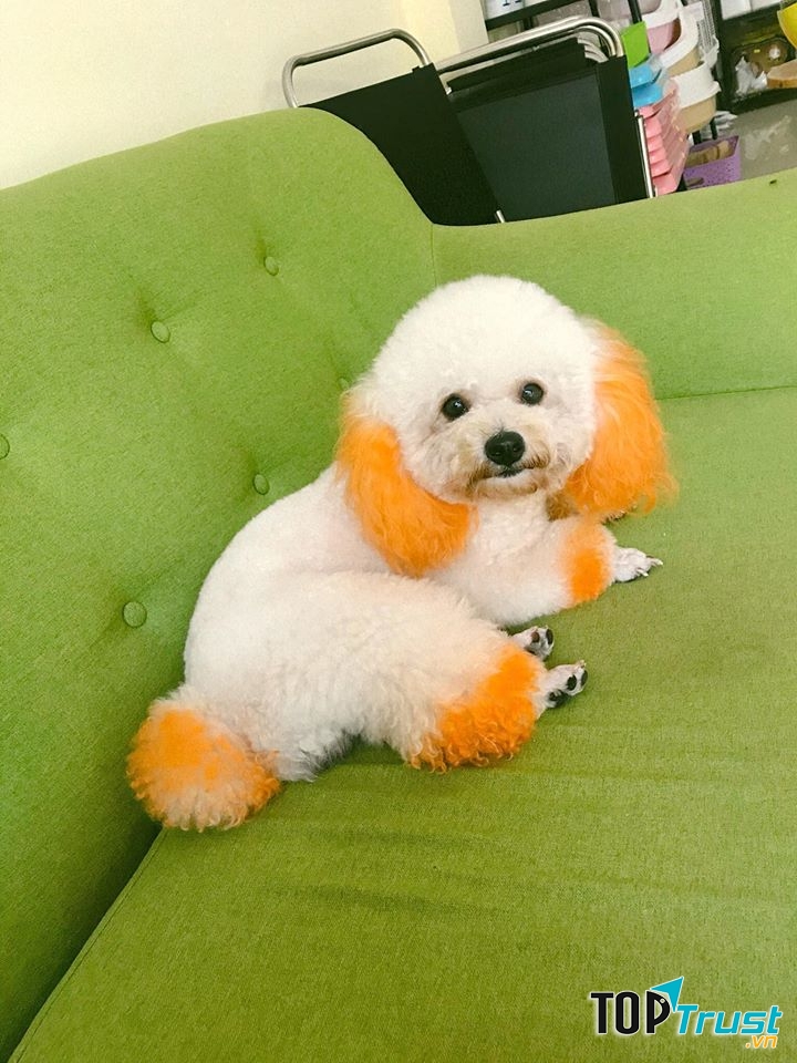 Bệnh viện thú y Winpet Huế