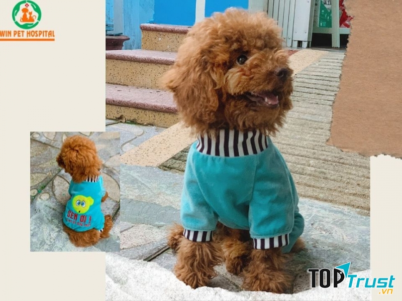 Bệnh viện thú y Winpet Huế