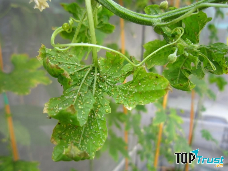 (nếu có thể trộn vài giọt glixerin, axit boric và cồn thì hiệu quả làm mịn da sẽ càng tốt hơn, còn có tác dụng diệt khuẩn)