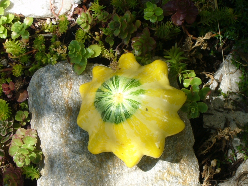 Bí ngô có hình dáng như chiếc đĩa bay của người ngoài hành tinh.