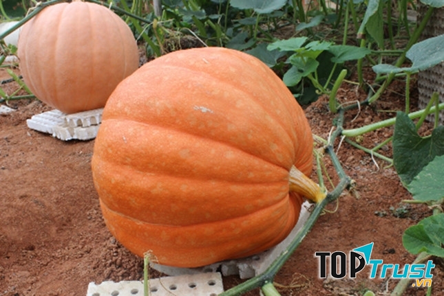 Bí ngô khổng lồ