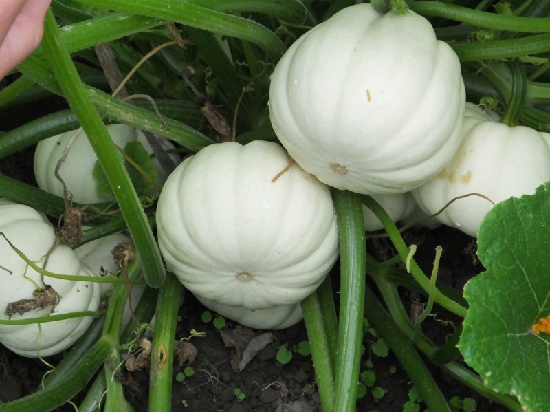 Quả có kích thước chỉ khoảng vừa lòng bàn tay trông rất vui mắt.